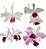 LAELIA PURPURATA (CORES DIVERSAS) - Imagem 1