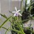 LAELIA LUNDII - Imagem 10