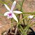LAELIA LUNDII - Imagem 2
