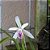 LAELIA LUNDII - Imagem 9