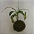 KOKEDAMA DE NEPENTHES – PLANTA CARNÍVORA - Imagem 2
