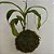 KOKEDAMA DE NEPENTHES – PLANTA CARNÍVORA - Imagem 1