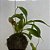 KOKEDAMA DE NEPENTHES – PLANTA CARNÍVORA - Imagem 3
