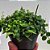 Colar de Lentilha (Peperomia rotundifolia) - Imagem 3