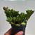Peperomia tetraphylla Hope - Imagem 2