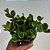 Peperomia tetraphylla Hope - Imagem 1