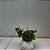 Kokedama de Peperomia tetraphylla Hope - Imagem 2