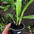 ONCIDIUM HAWAIWAN CORES VARIADOS SEM FLOR - Imagem 2