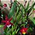 ONCIDIUM HAWAIWAN CORES VARIADOS SEM FLOR - Imagem 1