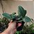 CATTLEYA SCHILLERIANA COERULEA - Imagem 9