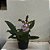 CATTLEYA SCHILLERIANA COERULEA - Imagem 8