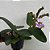CATTLEYA SCHILLERIANA COERULEA - Imagem 4