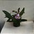 CATTLEYA SCHILLERIANA COERULEA - Imagem 2