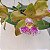 CATTLEYA SCHILLERIANA COERULEA - Imagem 1