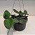 CATTLEYA SCHILLERIANA COERULEA - Imagem 6