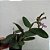 CATTLEYA SCHILLERIANA COERULEA - Imagem 3