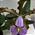 CATTLEYA SCHILLERIANA COERULEA - Imagem 1