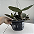 CATTLEYA SCHILLERIANA COERULEA - Imagem 7