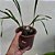 GROBYA AMHERSTIAE - Imagem 2