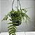SAMAMBAIA DE METRO  PROMOÇÃO (POLYPODIUM SUBAURICULATUM) - Imagem 4