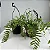 SAMAMBAIA DE METRO  PROMOÇÃO (POLYPODIUM SUBAURICULATUM) - Imagem 2