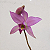 Laelia Anceps - Adulto - Imagem 1