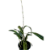 Laelia Anceps - Adulto - Imagem 3