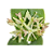 Epidendrum vesicatum - Imagem 1
