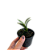 Epidendrum vesicatum - Imagem 2