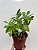 dendrobium purpureum - Imagem 1