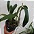 Lc. Santa Barbara (L. anceps x C. cinnabarina) - Imagem 3