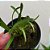 Dendrochilum pygmaeum (pigmea) - Imagem 1