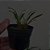 Dendrochilum pygmaeum (pigmea) - Imagem 4