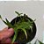 Dendrochilum pygmaeum (pigmea) - Imagem 6