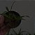 Dendrochilum pygmaeum (pigmea) - Imagem 5