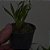Dendrochilum pygmaeum (pigmea) - Imagem 3
