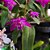 DENDROBIUM BERRY ODA - Imagem 3