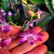 DENDROBIUM BERRY ODA - Imagem 1