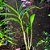 DENDROBIUM BERRY ODA - Imagem 2