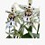 BEALLARA SNOWBLIND 'SWEET SPOTS' - Imagem 1