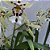 BEALLARA SNOWBLIND 'SWEET SPOTS' - Imagem 6
