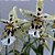 BEALLARA SNOWBLIND 'SWEET SPOTS' - Imagem 7