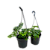 SAMAMBAIA CRISTATA ("NEPHROLEPIS EXALTADA") Promoção - Imagem 3