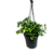 SAMAMBAIA CRISTATA ("NEPHROLEPIS EXALTADA") Promoção - Imagem 1