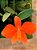 SOPHRONITIS PIGMEA - Imagem 3