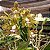 Cattleya guttata - Imagem 1