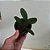 Cattleya guttata - Imagem 2