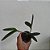 Cattleya bicolor - Imagem 2