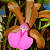 Cattleya bicolor - Imagem 1