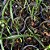 Brassocattleya Sunny delight (Brassavola perrini x C. aurantiaca) MUDA - Imagem 3